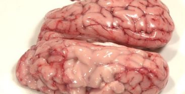 Deep-Fried Brains – How To
